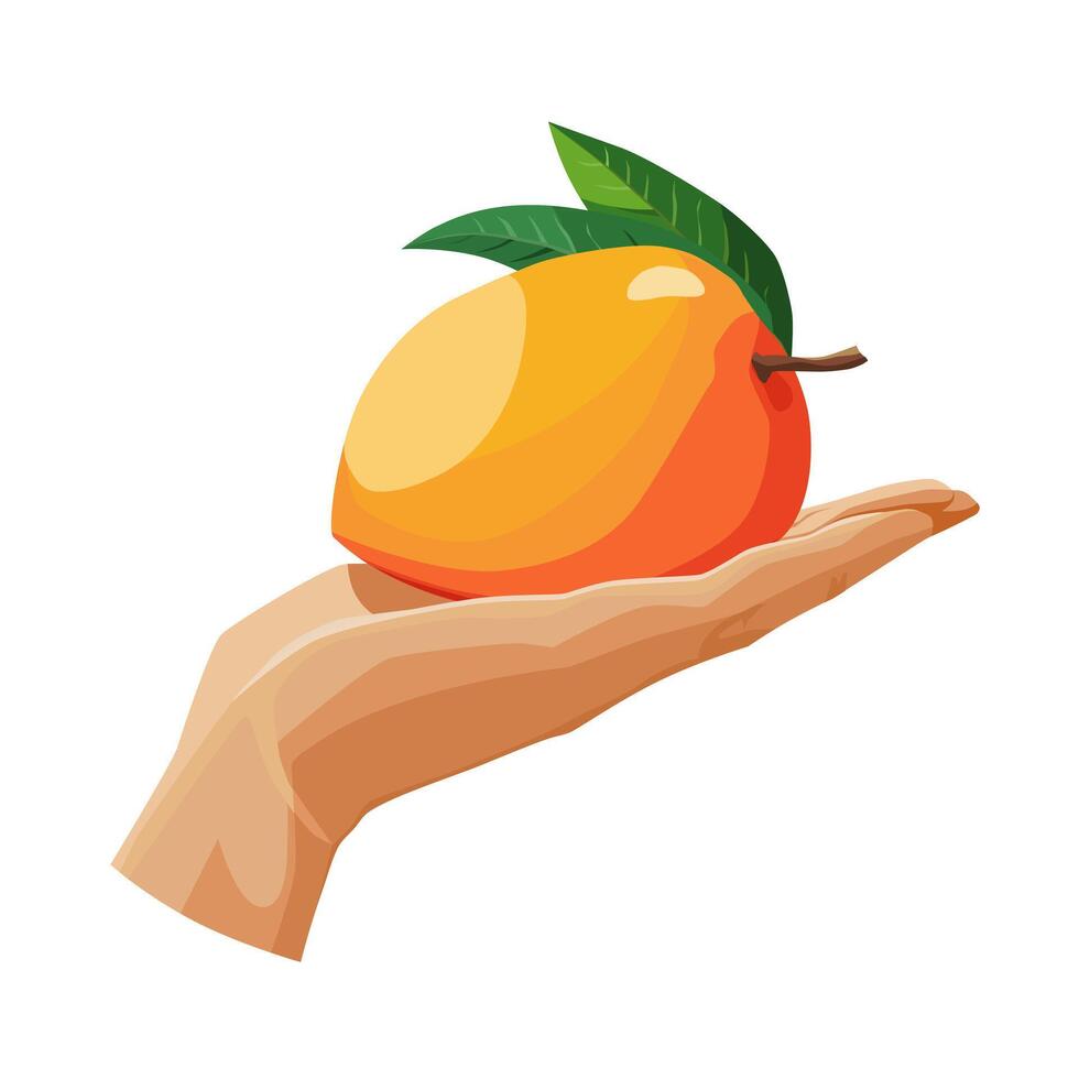 Freshly and healthy yellow mango in the palm of the hand isolated on white background. illustration in flat style with tropical fruit. Clipart for card, banner, flyer, poster design vector