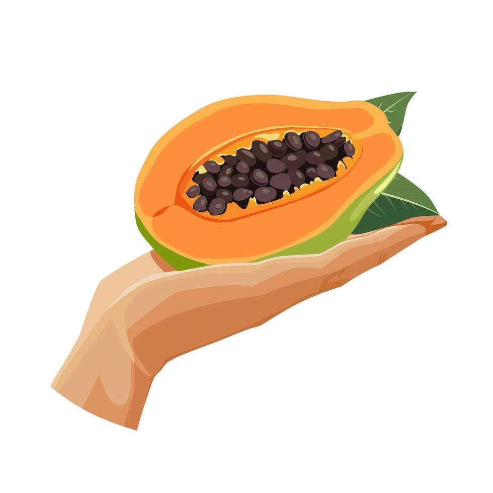 Freshly and healthy green papaya in the palm of the hand isolated on white background. illustration in flat style with tropical fruit. Clipart for card, banner, flyer, poster design vector