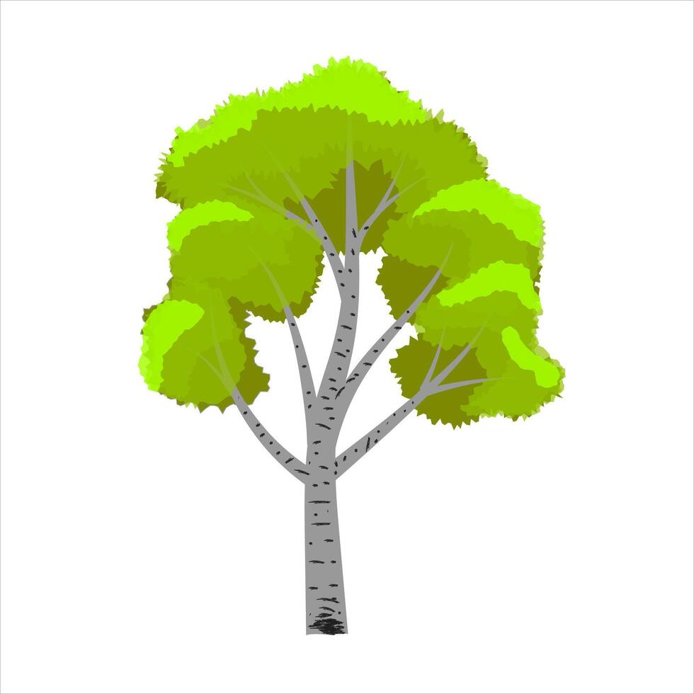 Birch tree with yellowish-green leaves and a white background. vector