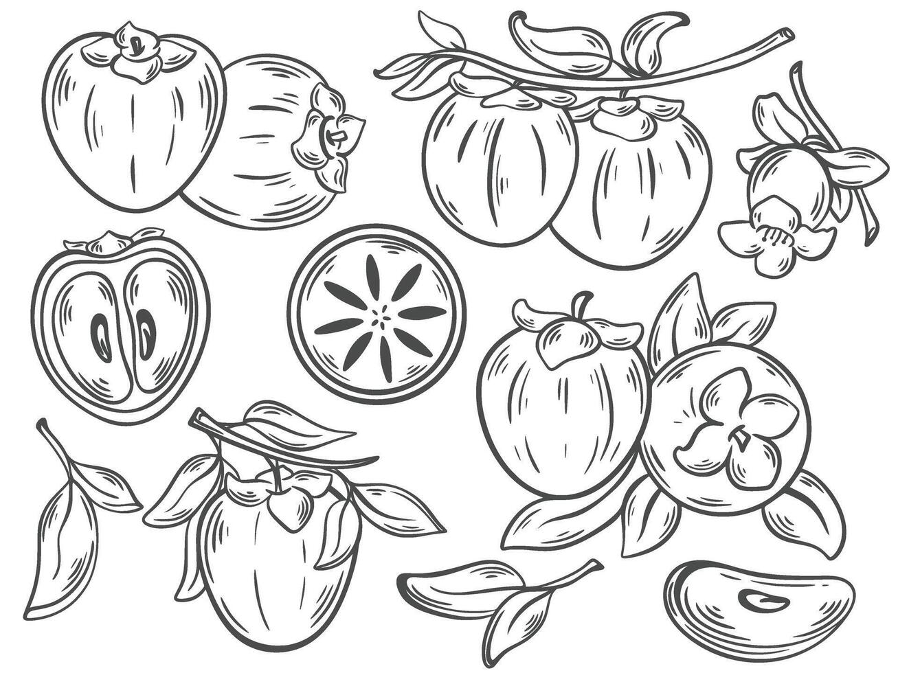 Set of persimmon fruits growing on branches with leaves and flowers vector
