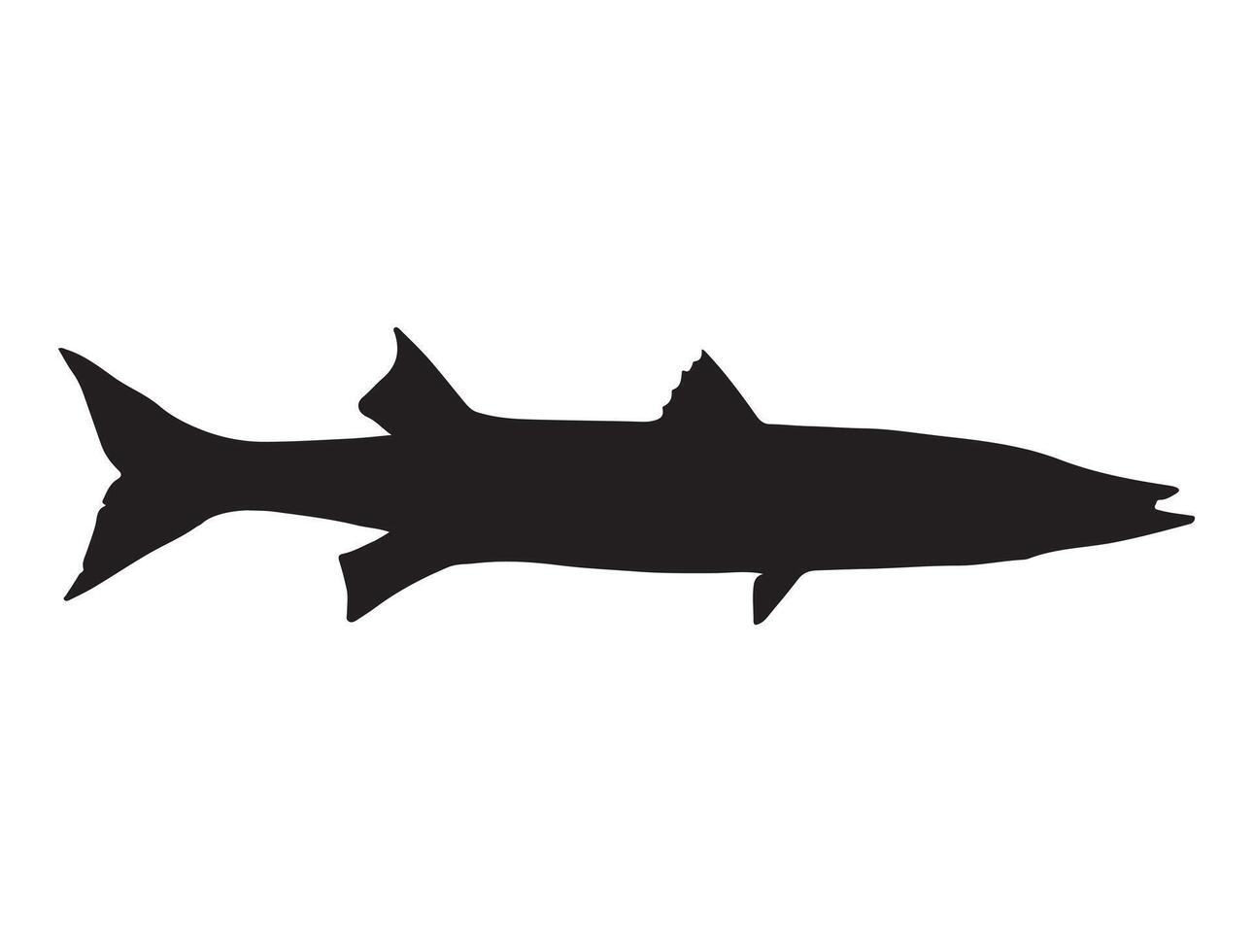 Barracuda fish silhouette on white background vector