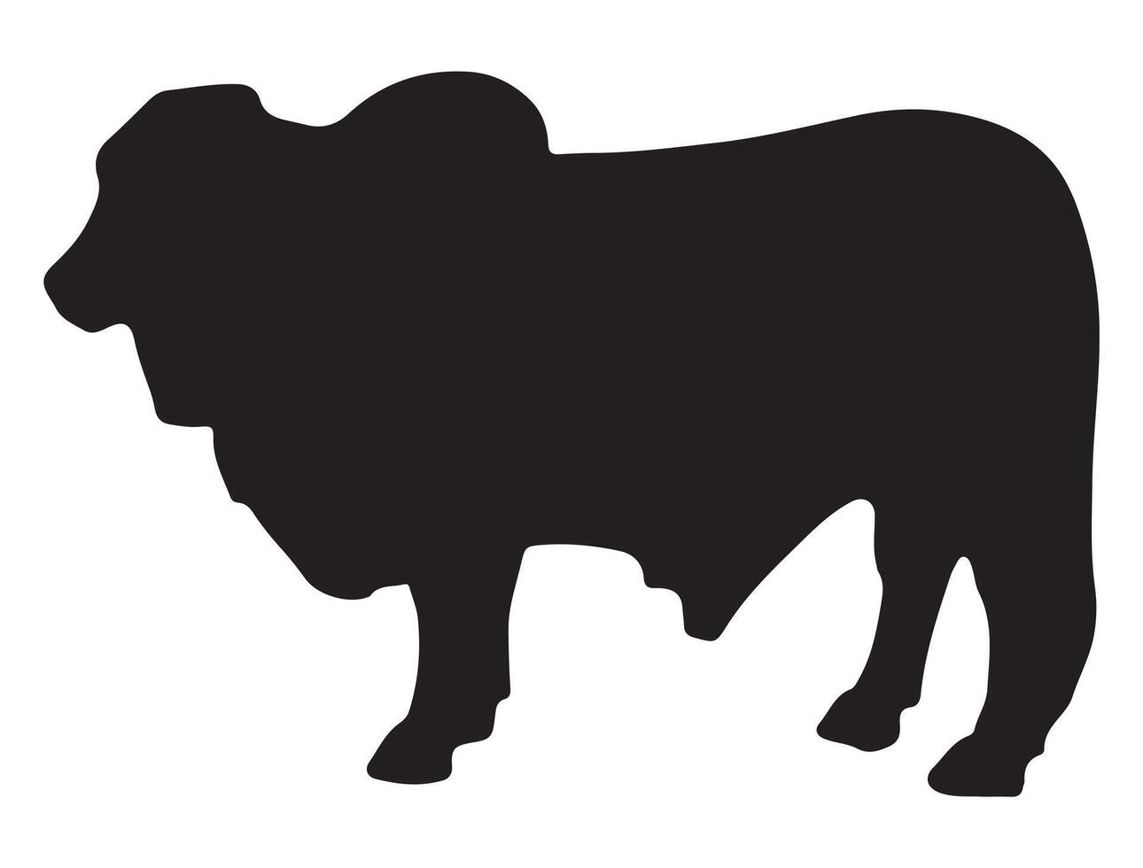 Brahman bull silhouette on white background vector