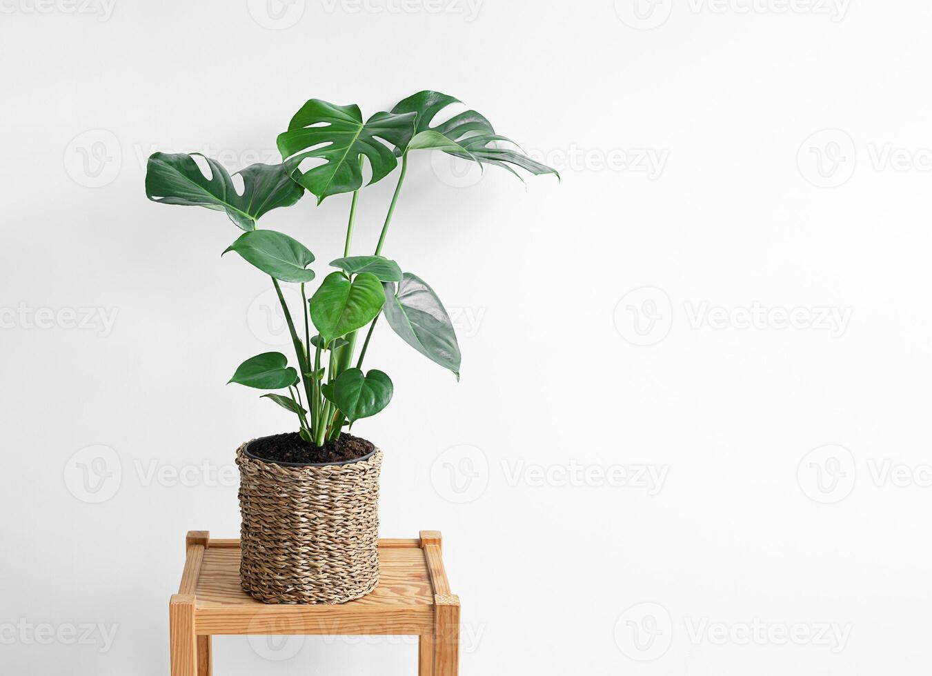 Monstera deliciosa in a wicker flowerpot photo