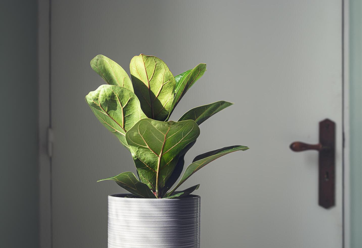 Ficus Lyrata in the room photo
