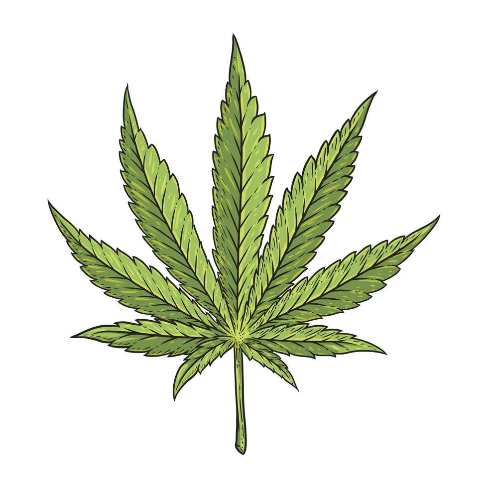 marijuana leafs in hand drawn style . vector