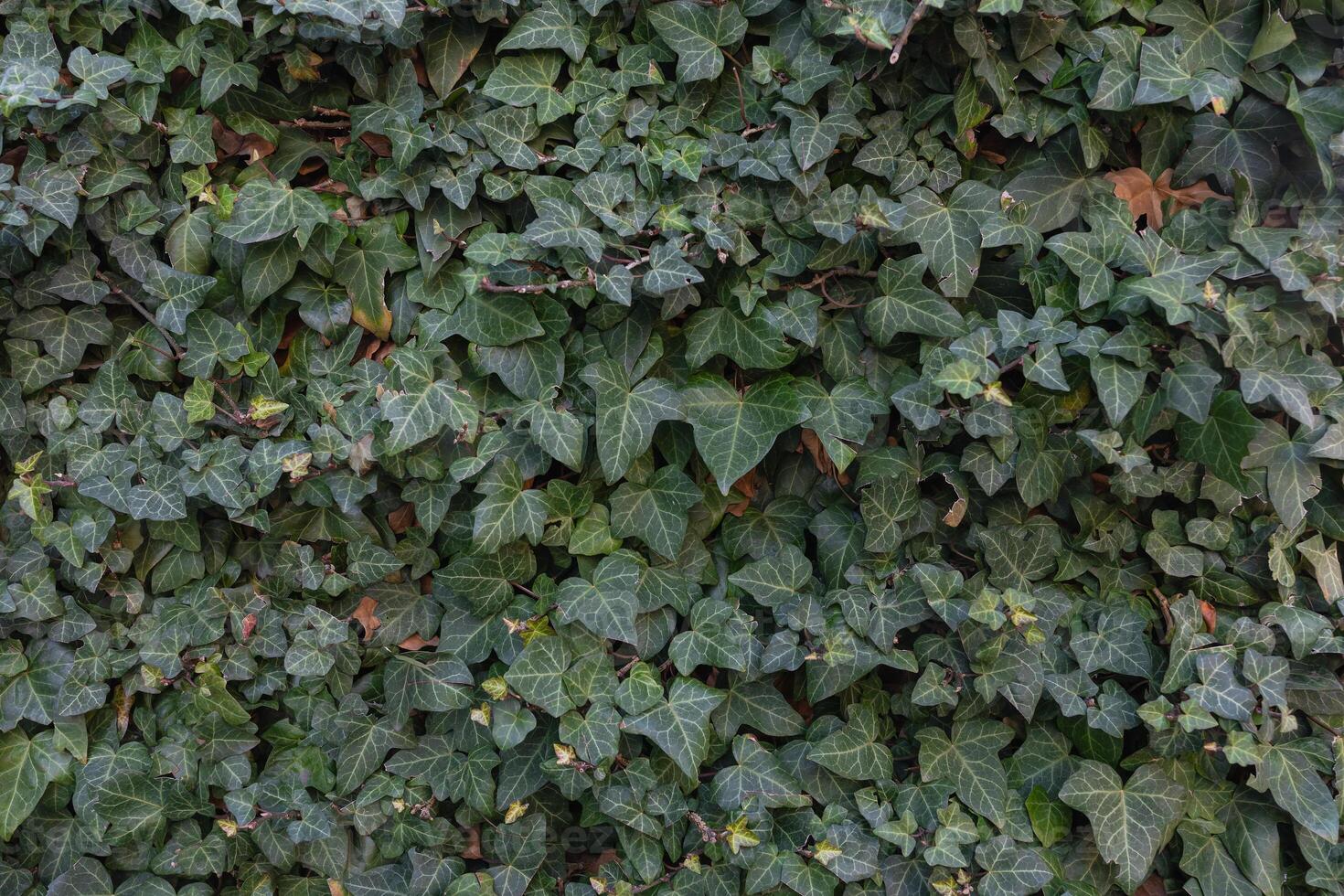 Dense Ivy Leaves Forming a Natural Green Wall Background in Daylight. photo