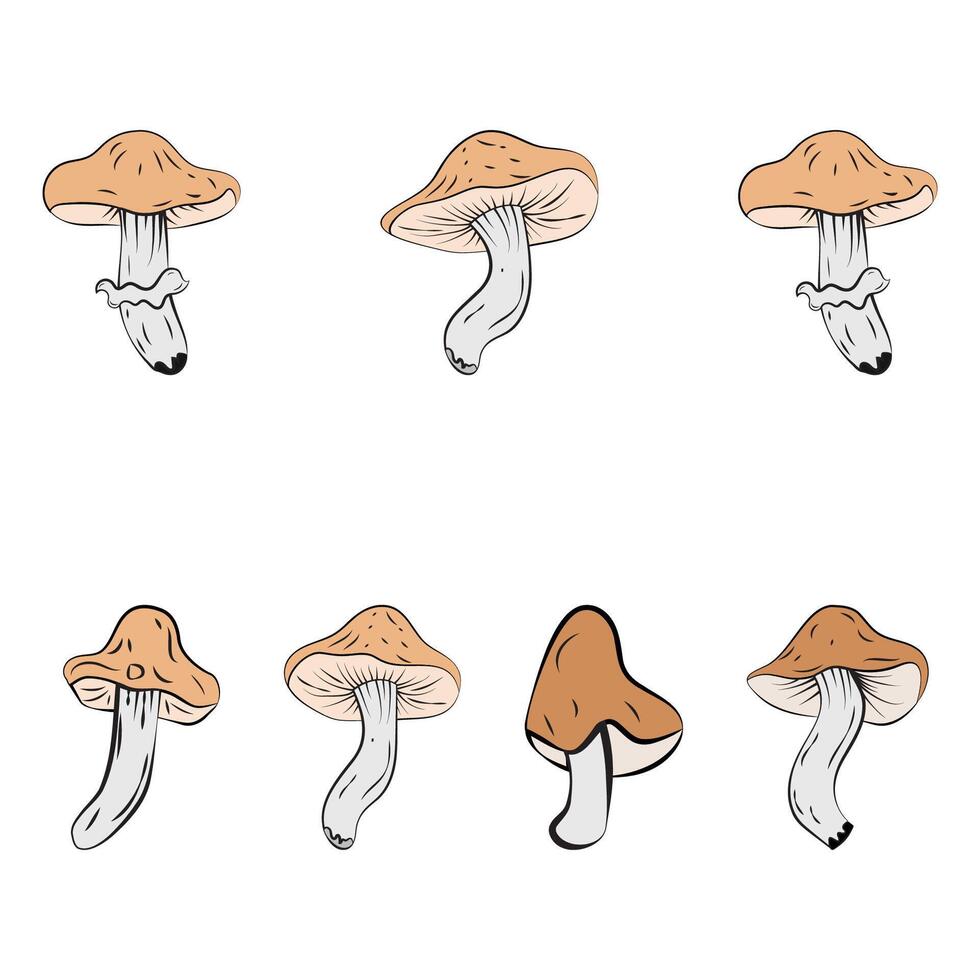 A set with mushrooms. Autumn set vector