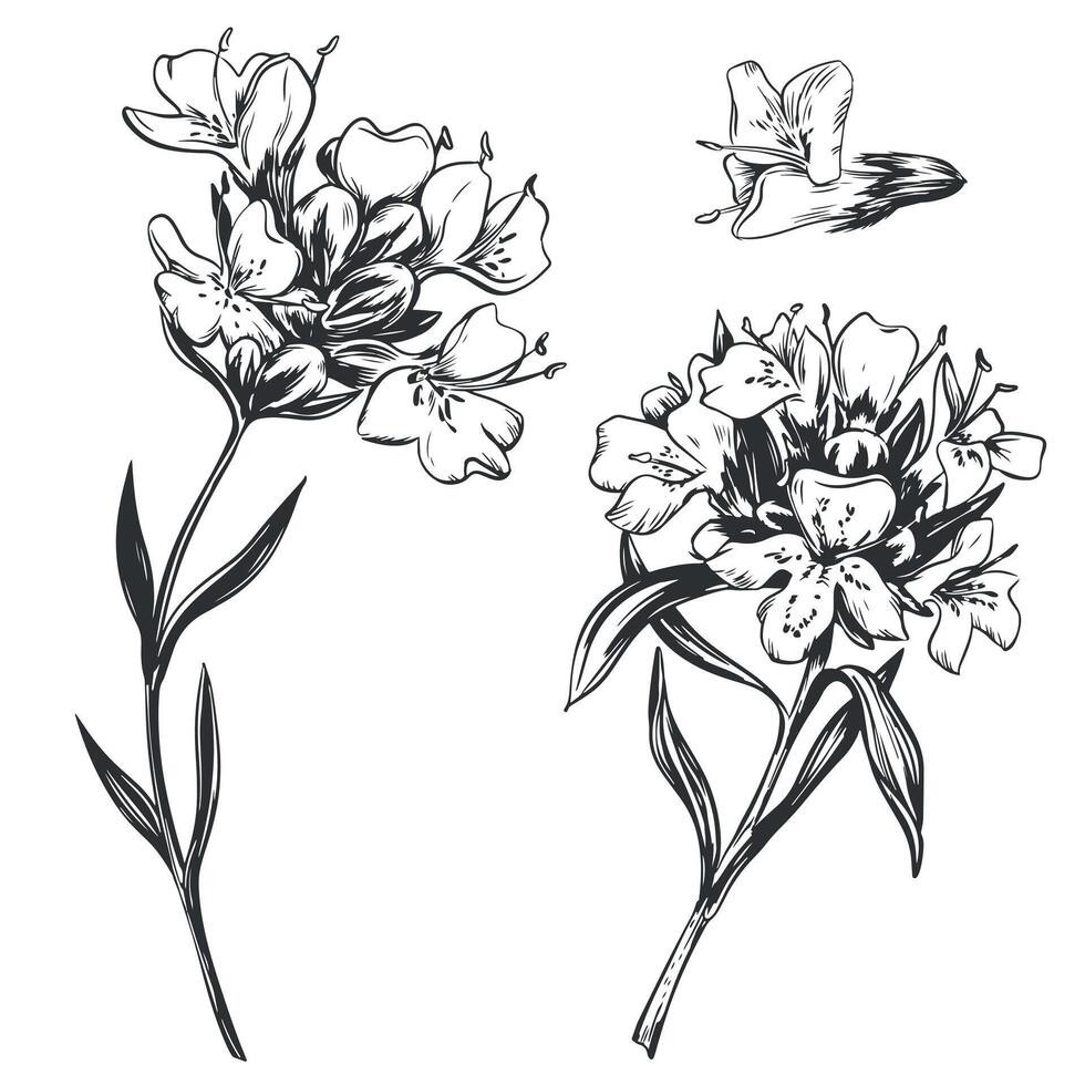 drawing of thyme herb. Detailed images in retro style, engraving style ink drawing. Vintage sketch element for label design, herbal tea packaging. vector