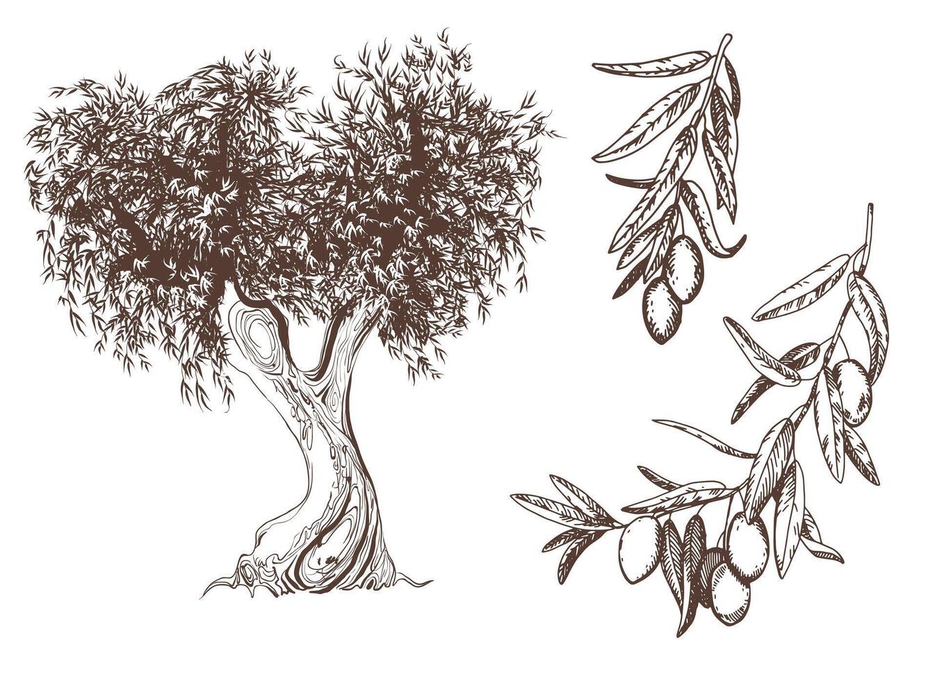 vintage olive set isolated on white. Hand-drawn illustrations of a tree, branches with leaves and fruits in the style of an engraving. Symbols for the design of labels of oils, soaps, cosmetics vector
