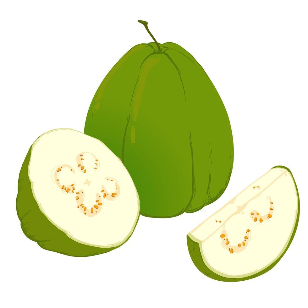 Whole and pises fresh guava vector
