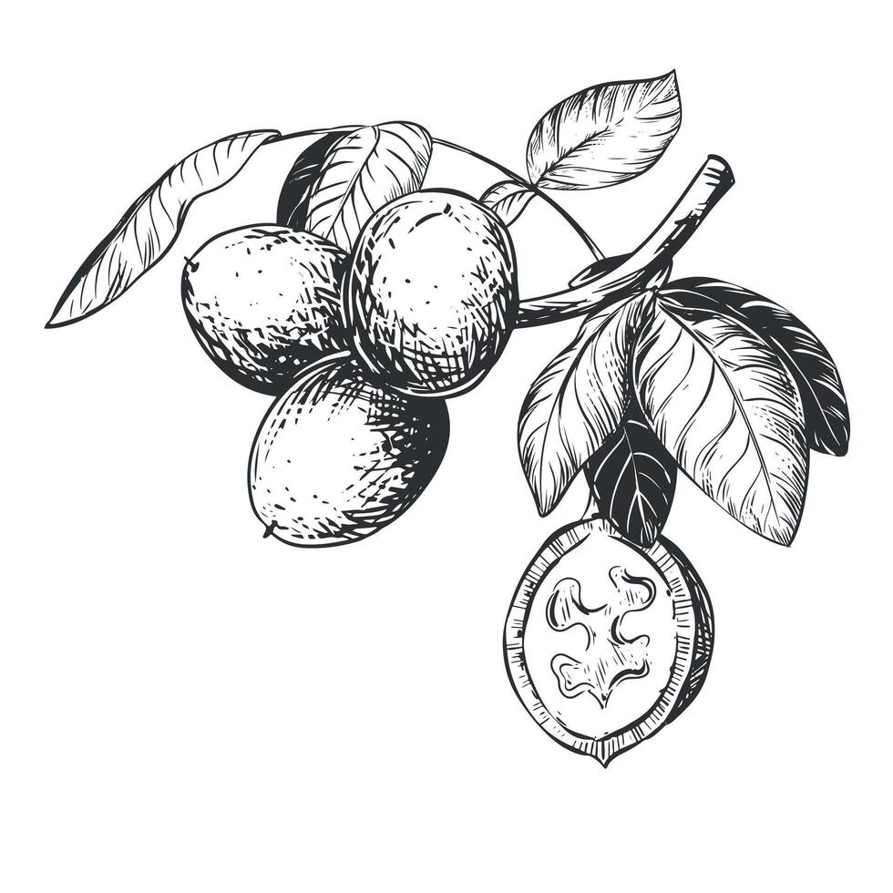 Line sketch of a walnut branch. Hand drawn ink drawing of nut. Branch with leaves and harvest. Healthy eating and diet. Outline illustration using engraving technique on a white background. vector