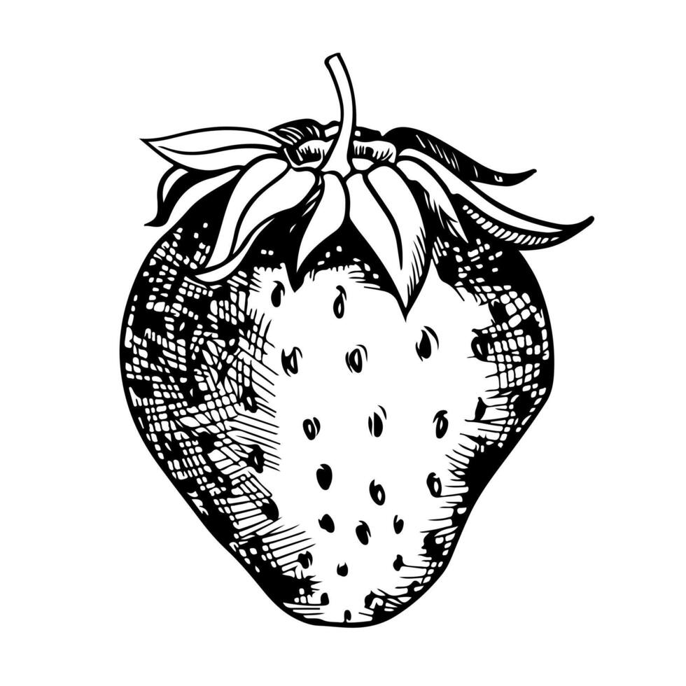 sketch of the strawberry on white background vector