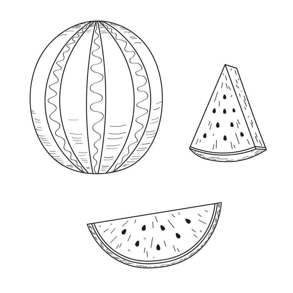 Watermelon ink sketch. Hand drawn black and white illustration of watermelon plant, whole fruit, half, slice. Food and drink, harvest Design element for paper, card, label, wrapping, logo, icon vector
