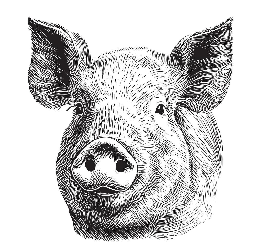 Pig face sketch hand drawn in doodle style illustration vector
