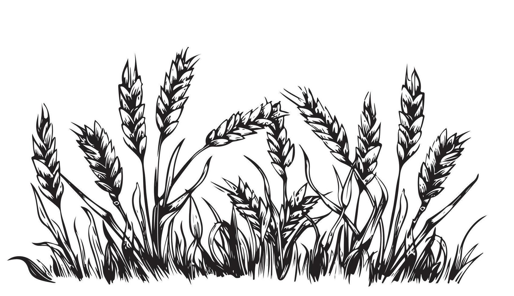 Hand drawn illustration of wheat. Isolated on white vector