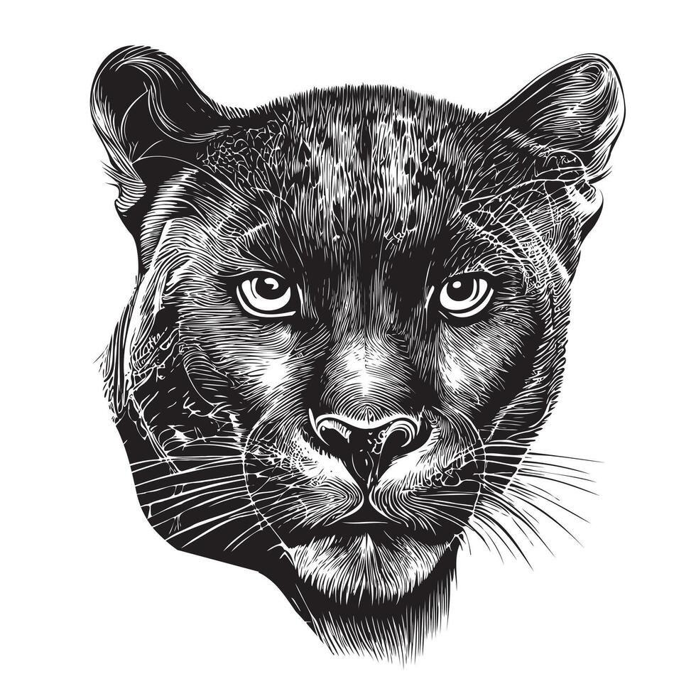 Black panther face hand drawn sketch illustration, Wild animals vector