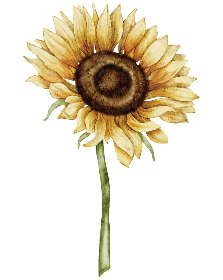 Watercolor Sunflower Illustration with Detailed Petals and Green Stem on isolated background. Seasonal autumn Flower in yellow and orange colors for harvest festival invitations or fall greeting card vector