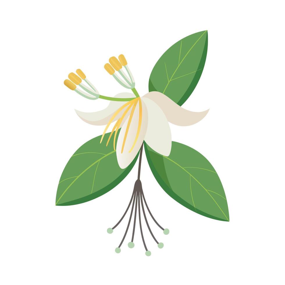 Beautiful Flower Minimalist Floral Illustration vector