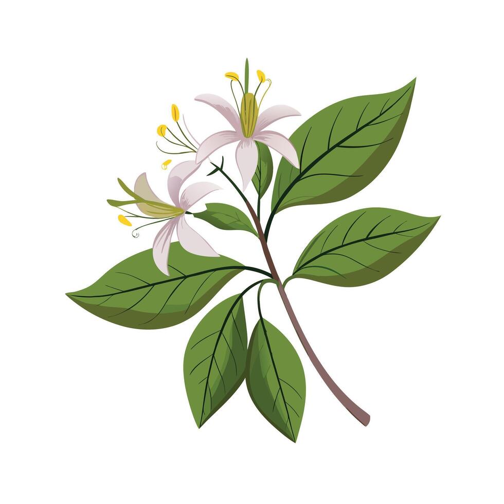 Beautiful Flower Minimalist Floral Illustration vector