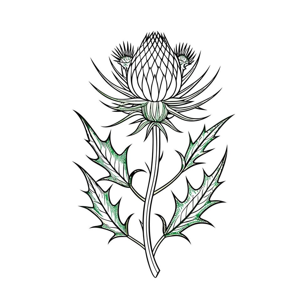 Beautiful Flower Minimalist Floral Illustration vector