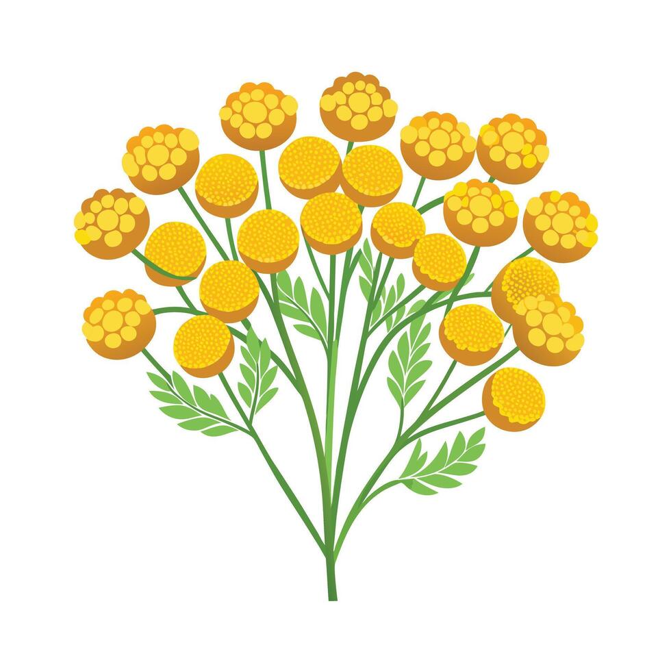 Beautiful Flower Minimalist Floral Illustration vector