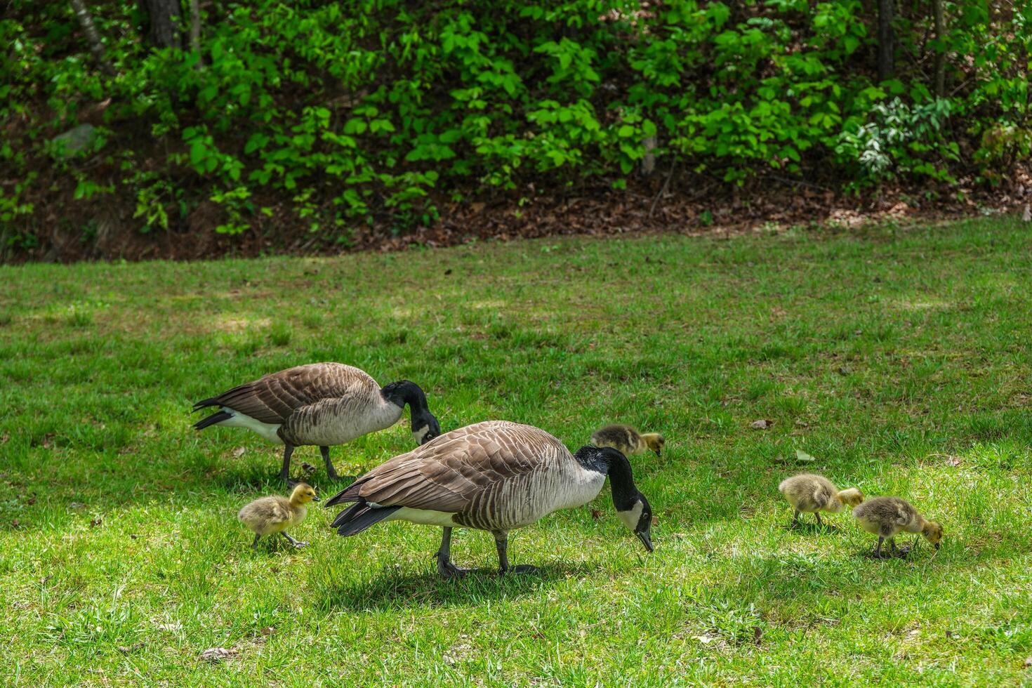Canadian geese and their goslings photo