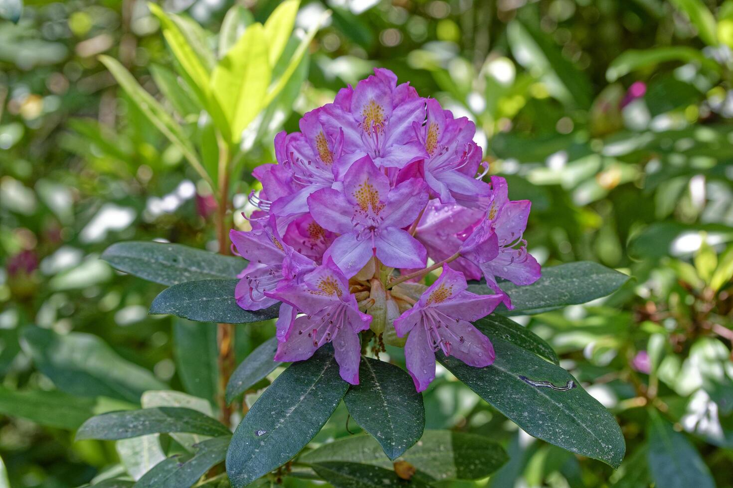 Cluster of azalea flowers photo
