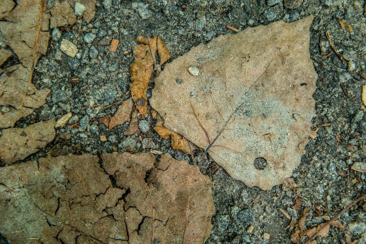 Crushed leaves on the ground photo