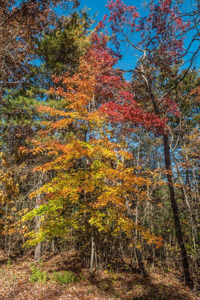 Colorful chromatic tree in autumn photo