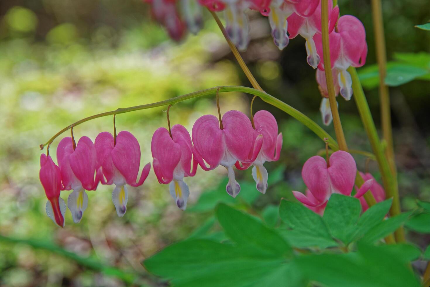 Bleeding heart flowers closeup photo