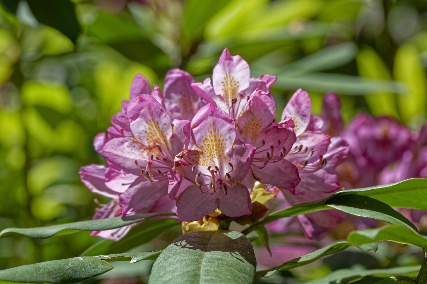 Pink azalea cluster in bloom photo