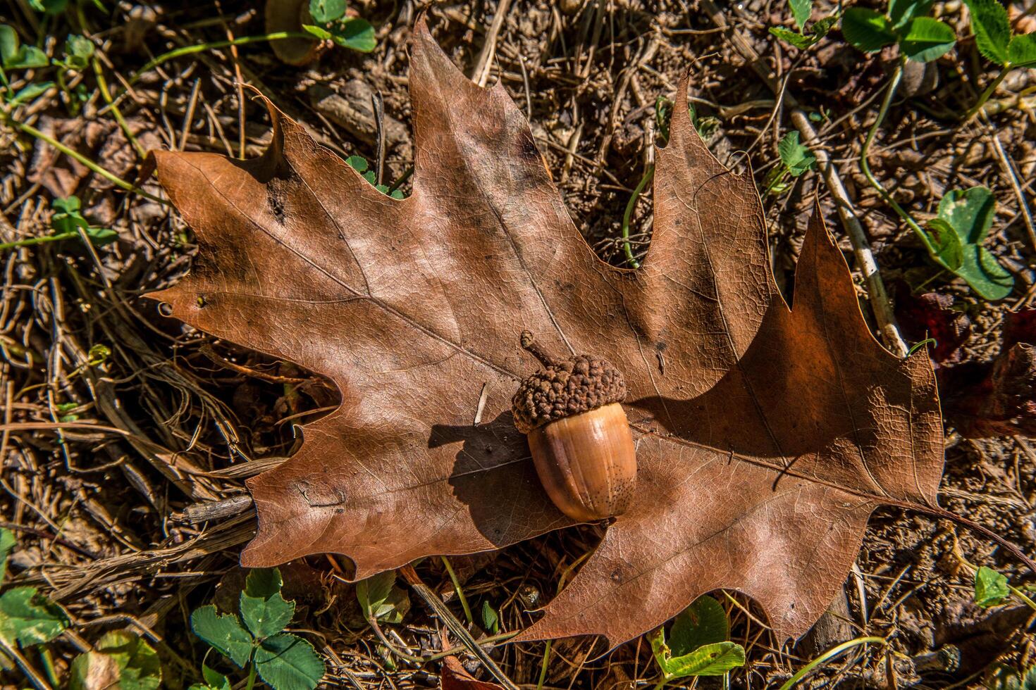 Acorn and leaf laying on the ground photo