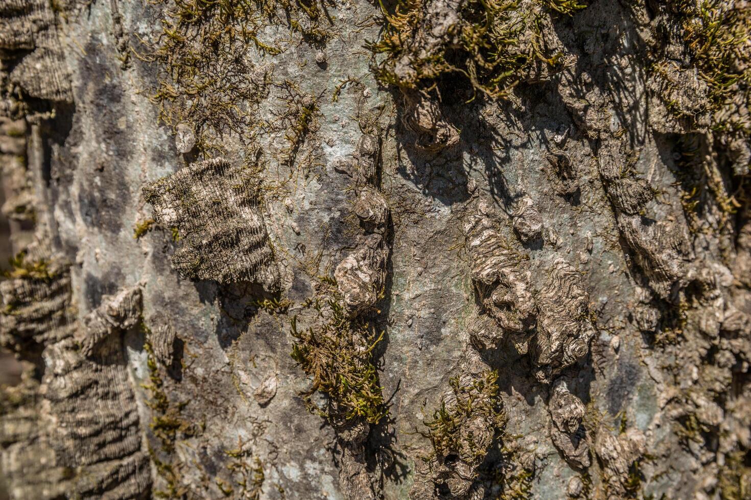 Hackberry tree bark closeup photo