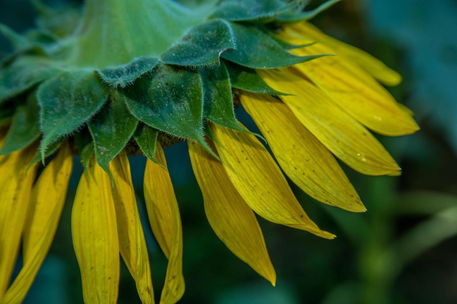 Sunflower petals close up photo