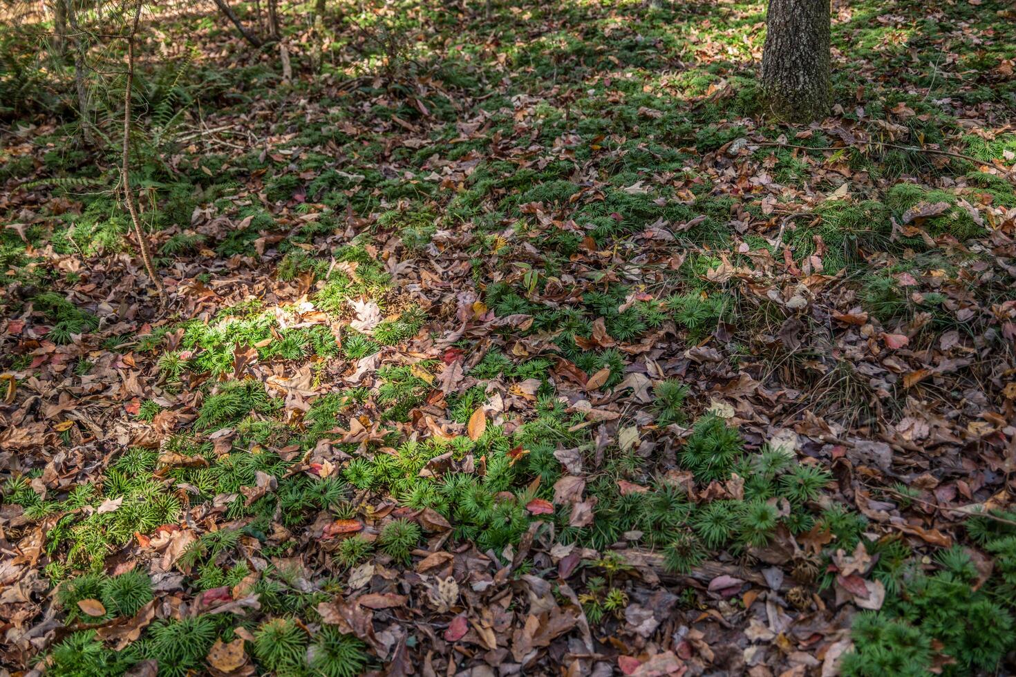 Fan clubmoss in the forest photo