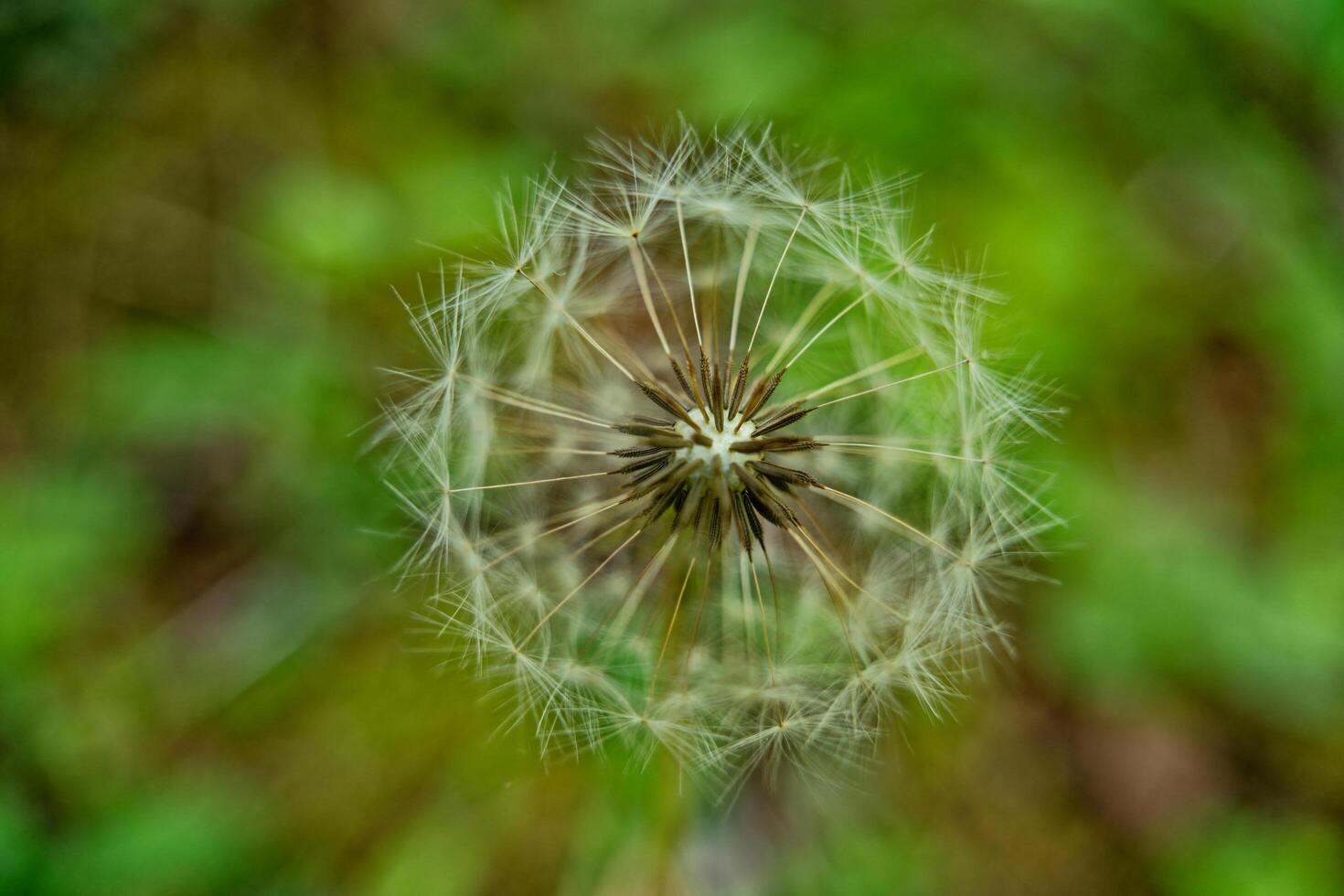 Dandelion seed head closeup photo