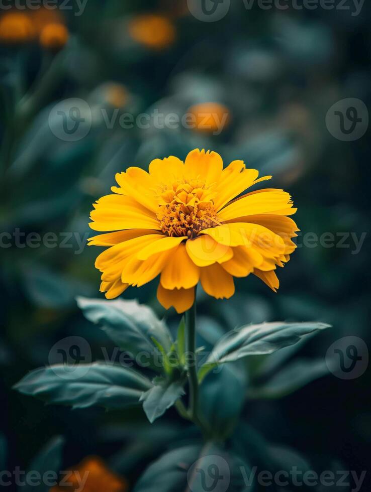 marigold flower blossom on the garden background photo