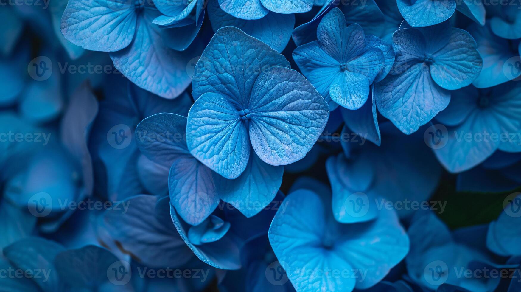 The Blue Hydrangeas flower are in full bloom background photo