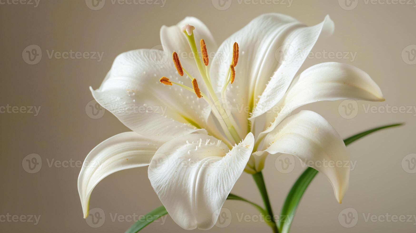 Pink and white lily flower bouquet in background photo
