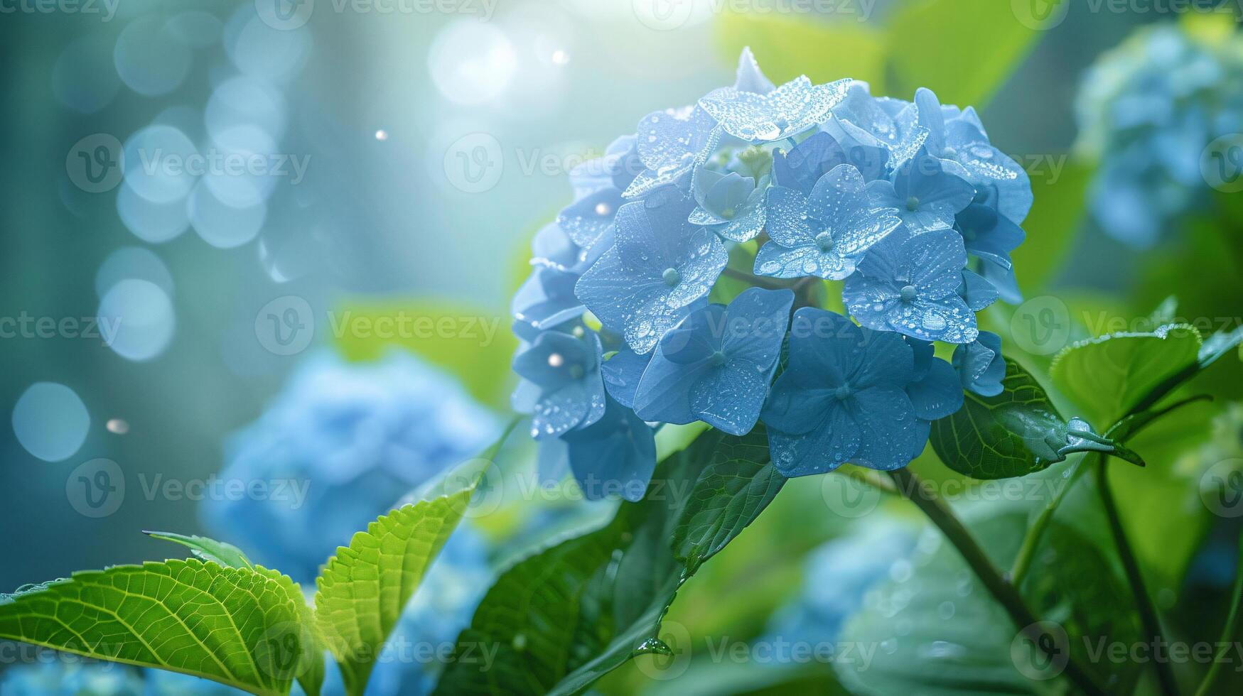 The Blue Hydrangeas flower are in full bloom background photo