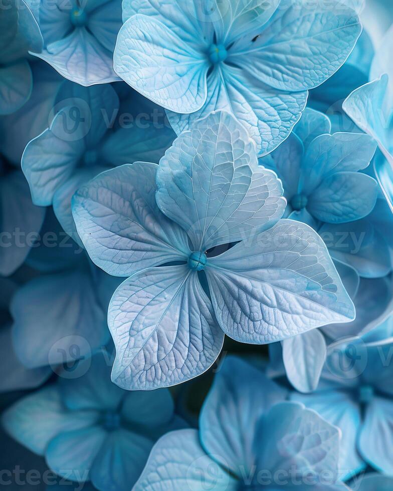 The Blue Hydrangeas flower are in full bloom background photo