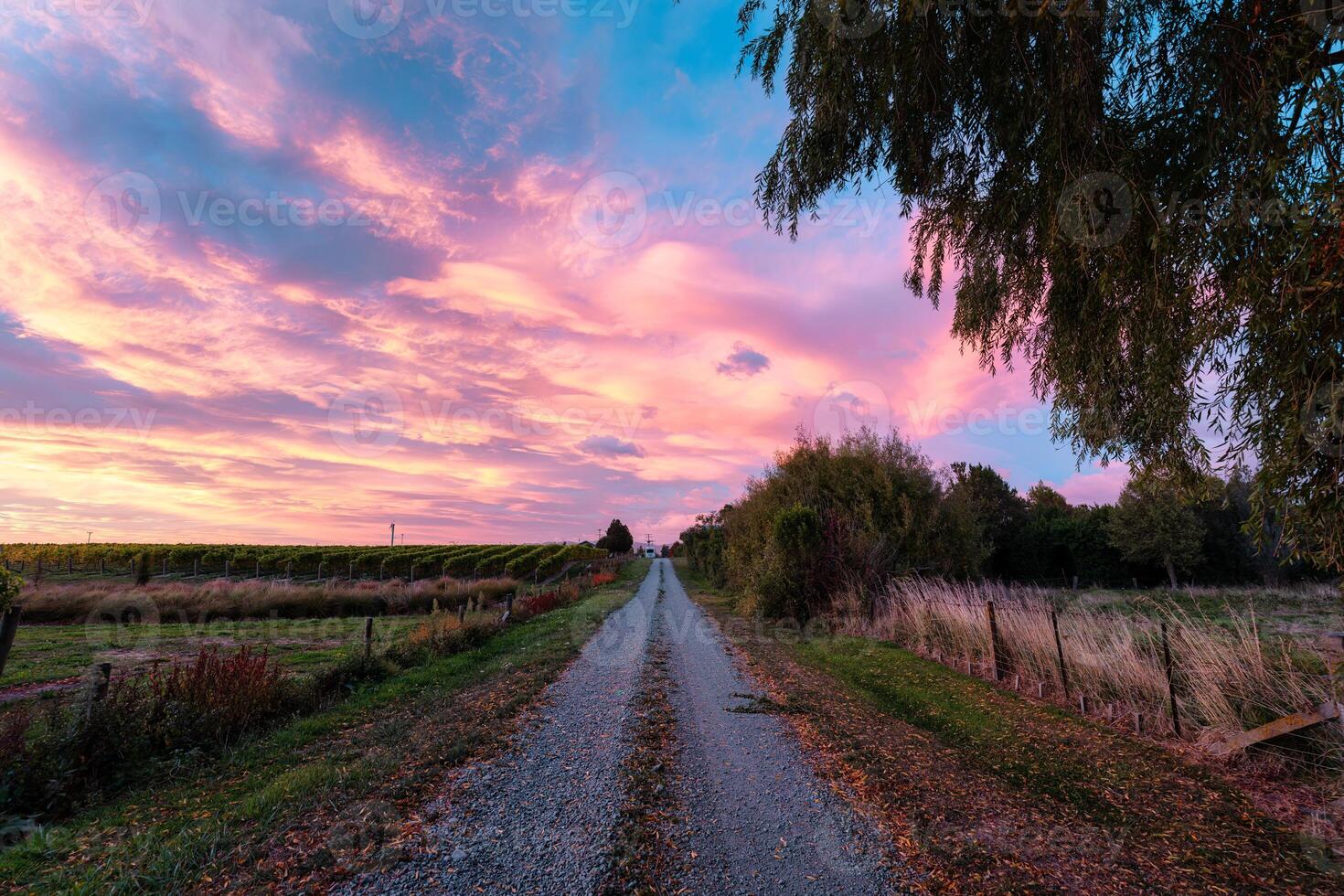 View of vineyard field growing on hill with colorful sky in the morning photo