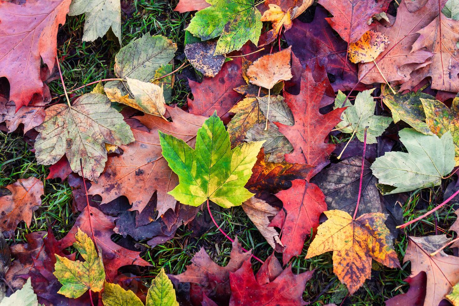 Multi color maple leaves rotting on the ground in autumn forest photo