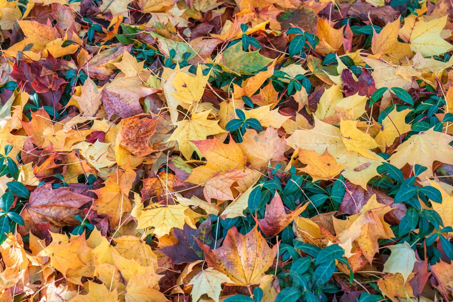 Pile of autumn leaves of maple on the ground photo
