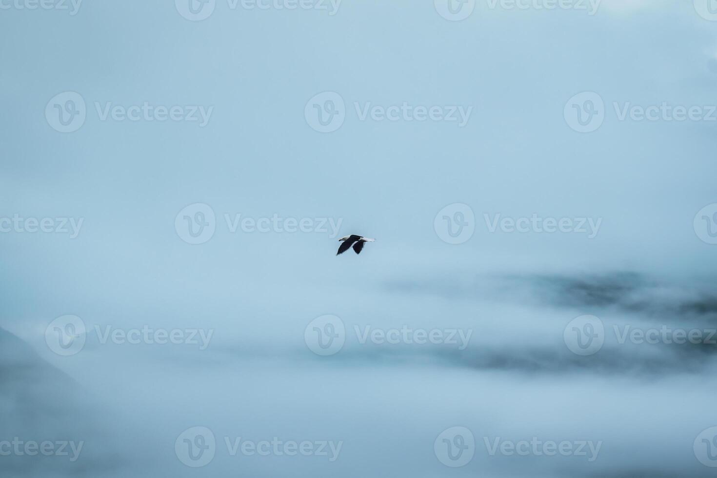 Hawk bird flying along the Fjord and foggy mountain on gloomy day photo