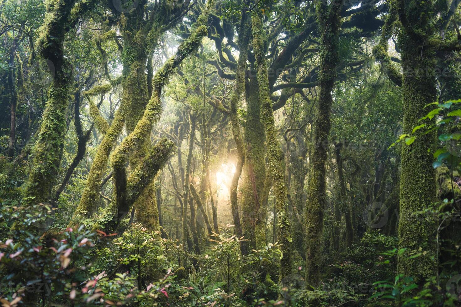 Mysterious woodland lush tropical rainforest with sunlight shines photo