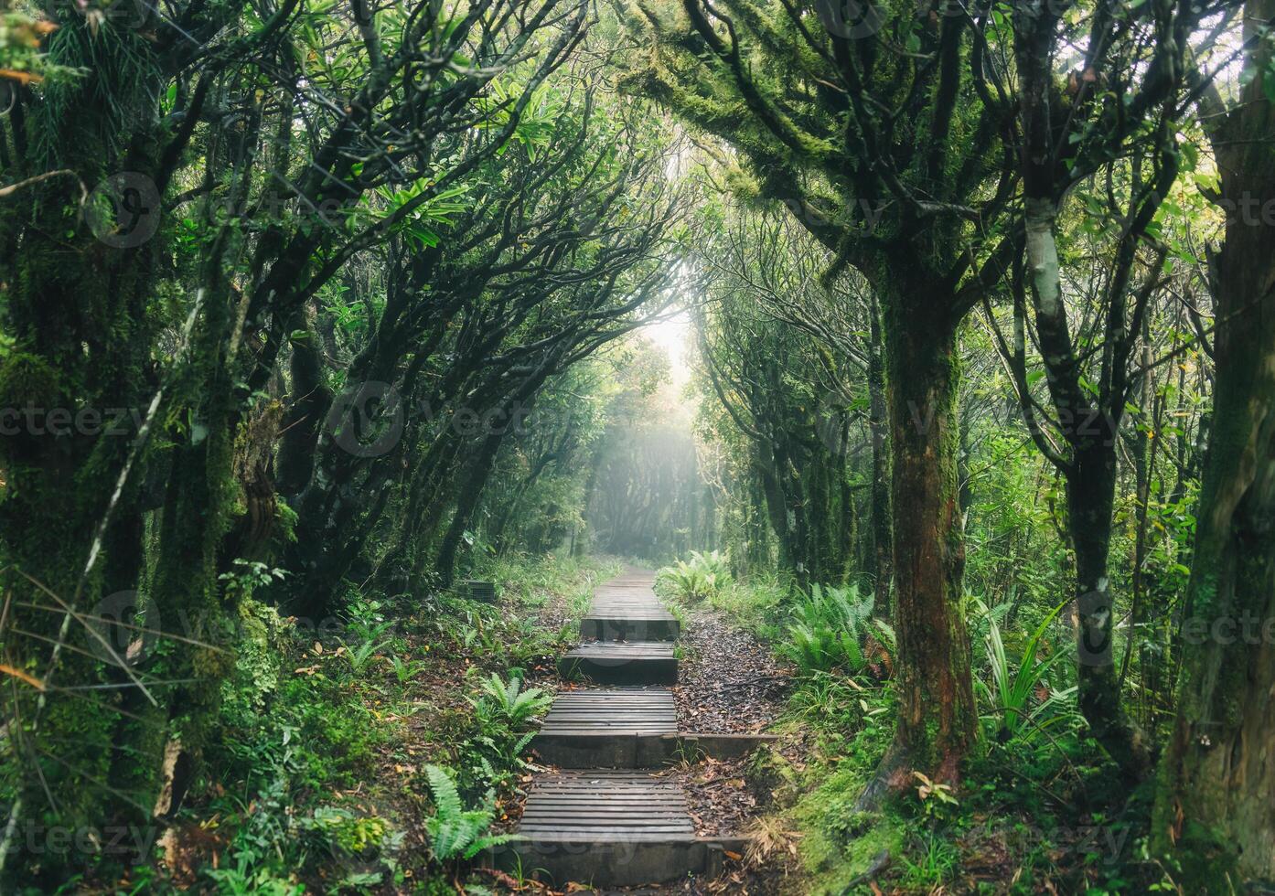 Mysterious woodland lush tropical rainforest with wooden path leading through it photo