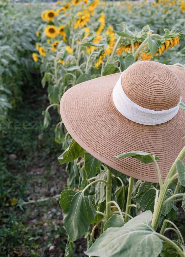 straw hat in sunflowers in field at sunset photo