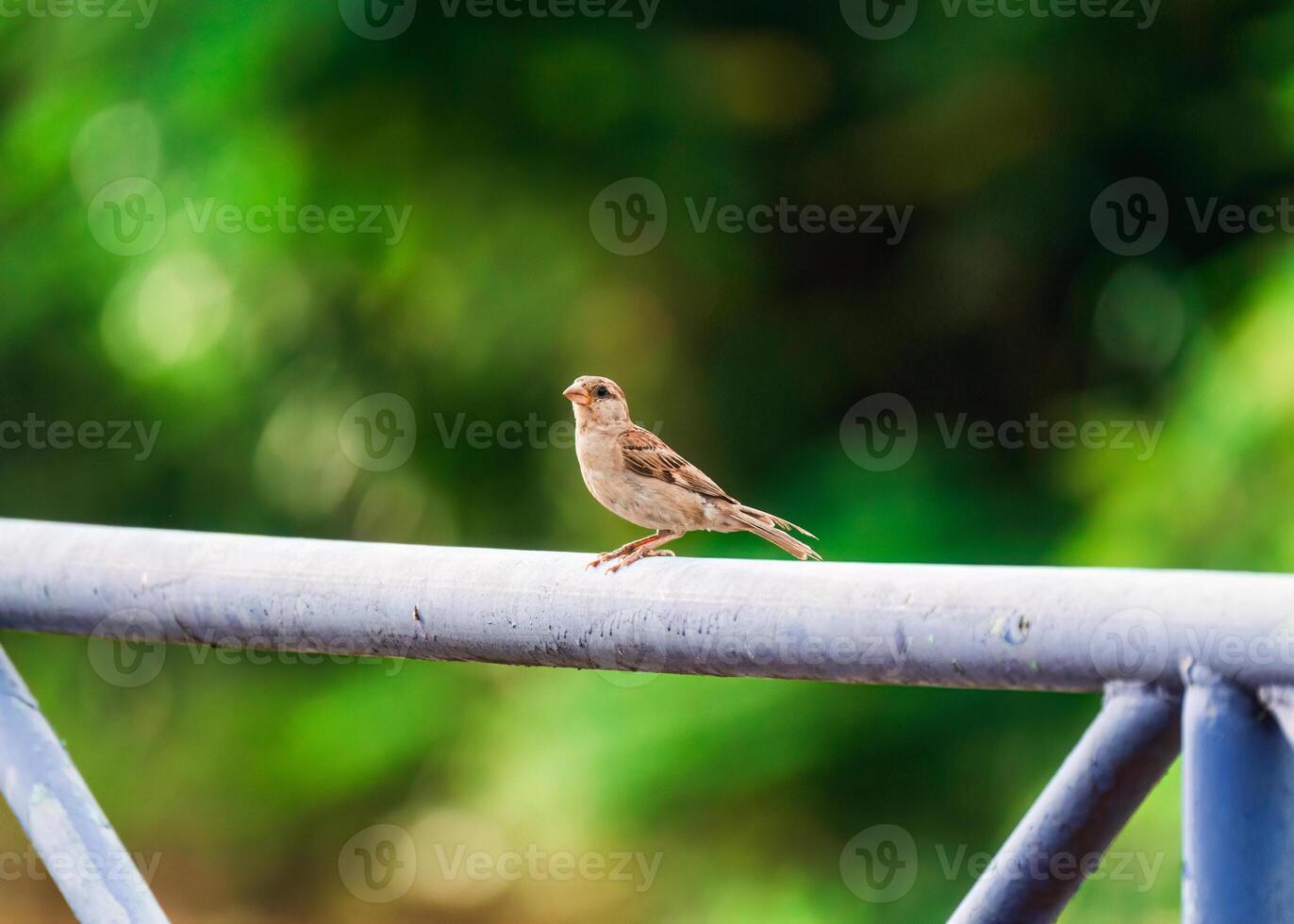 Tree Sparrow common bird are perching on metal fence photo