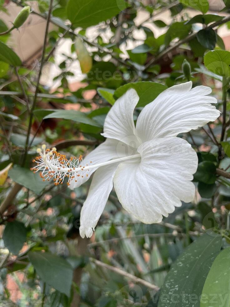 beauty hibiscus flower in the garden photo